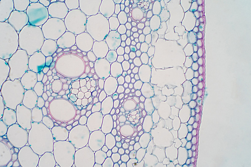 在显微镜下观察植物茎的横切面，用于教育植物生理学。
