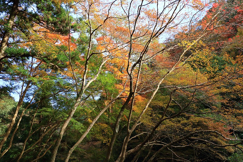 晚秋:美野大阪日本