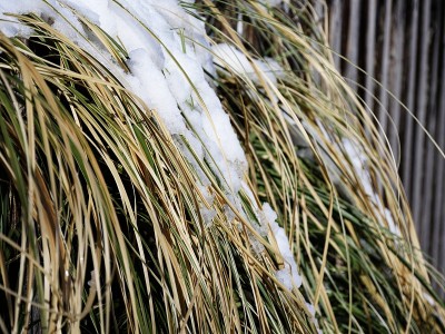 雪在灌木