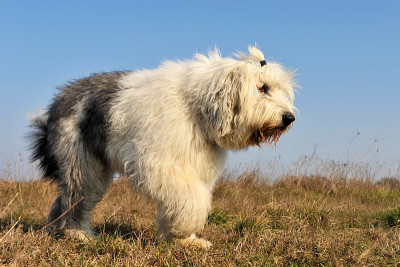 英国古代牧羊犬