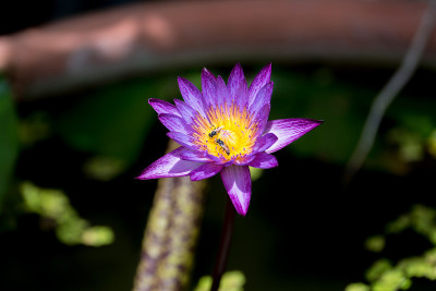 蜜蜂在花