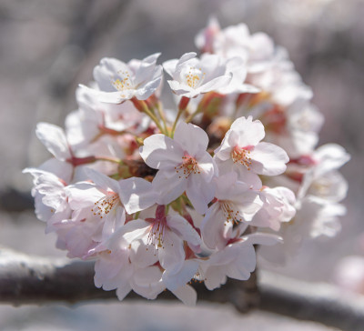 目黑樱花