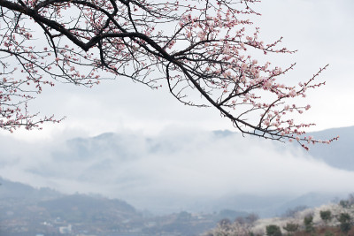 梅花