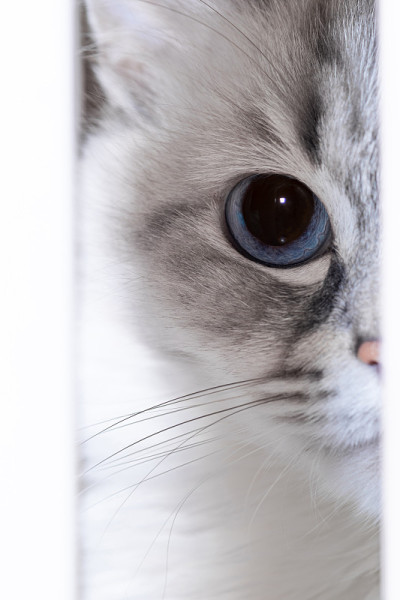 西伯利亚涅瓦化装猫肖像
