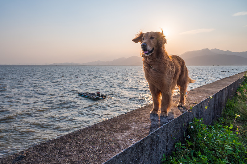 金毛猎犬站在海边的堤坝上