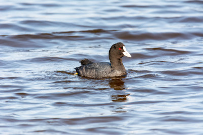 普通白骨顶，(Fulica atra)近距离野生水鸟在一个湖，游泳，早春，野生动物在西班牙马略卡自然