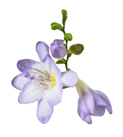 紫色小苍兰的花和花蕾