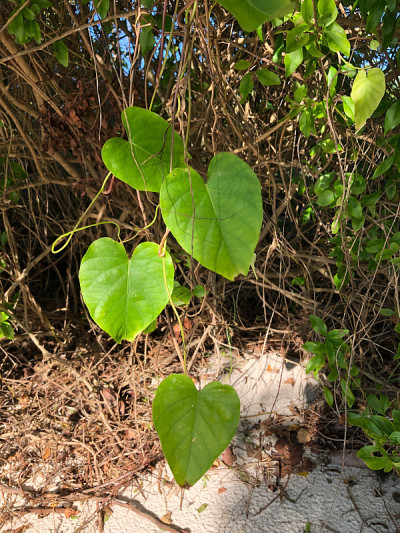 爱和心形的铁路藤(珍珠藤)的叶子