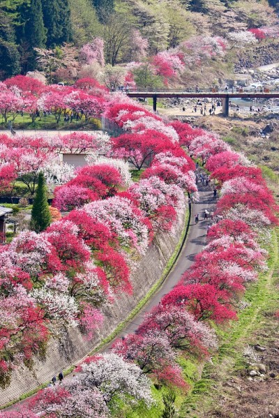 花桃