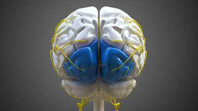 医学概念3D的脑枕叶解剖学