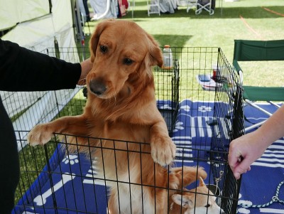 板条箱里的金毛寻回犬，等待收养