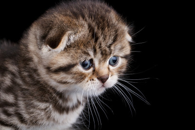 小猫