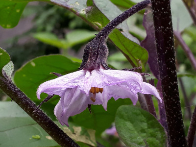 茄子花