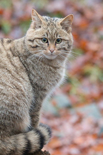 欧洲野猫