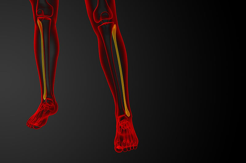 腓骨的3d渲染图