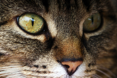 猫眼睛的特写