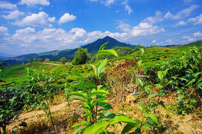 沙巴州昆达桑的茶园