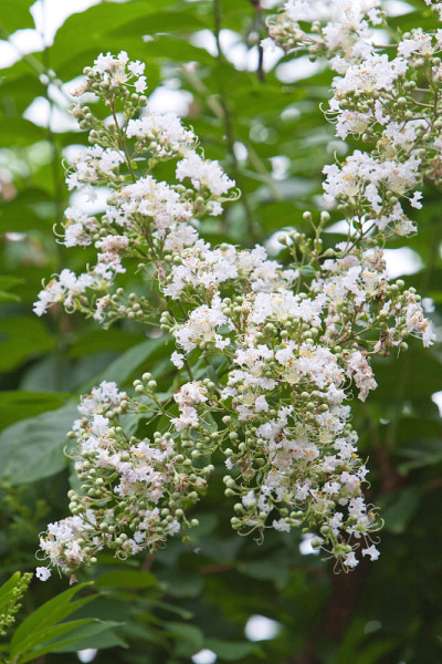 2008年5月31日在香港南莲花园种植