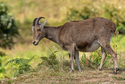 Nilgiritragus hylocrius从Eravikulam国家公园拍摄的nilgiri t