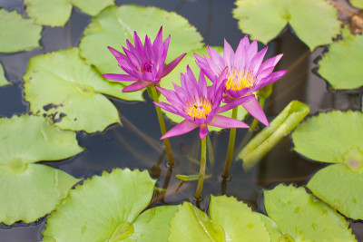 莲花