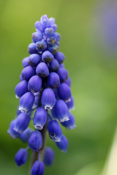 蓝色的风信子花
