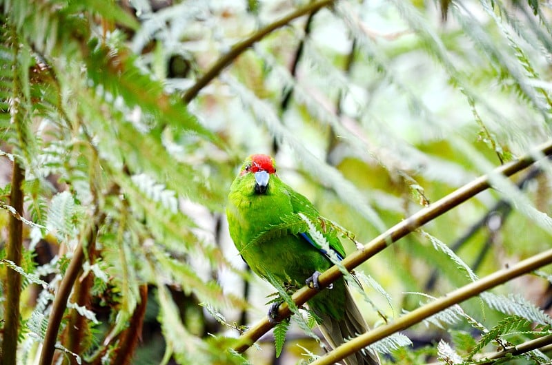 红冠长尾小鹦鹉，新西兰