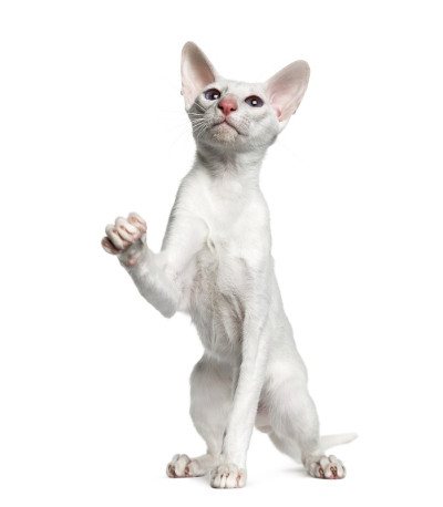 东方短毛猫，白色孤立(6个月大)