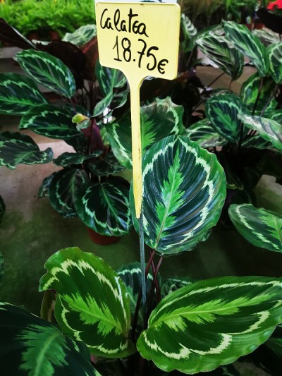 calathea绿色