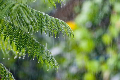 雨林里有热带雨