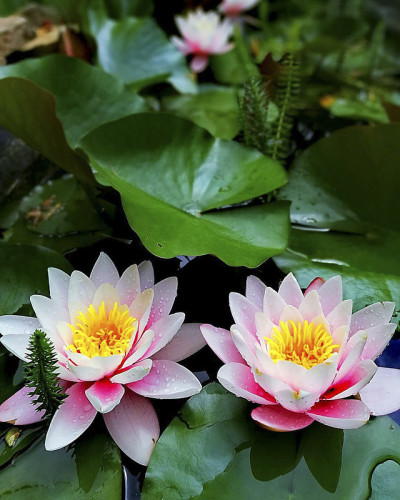 花园里的花在阳光下