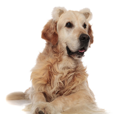 可爱的带熊耳朵头带的拉布拉多犬朝一边看
