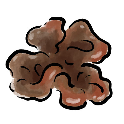 犹大耳朵插图水彩