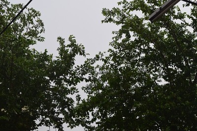 天空穿过树