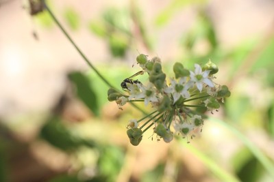 蜜蜂