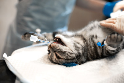 全身麻醉下的猫躺在手术台上。宠物手术
