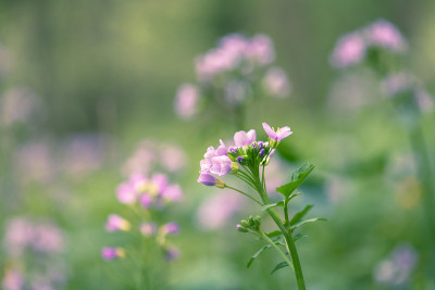 白花酢浆草(cardamine pratensis)