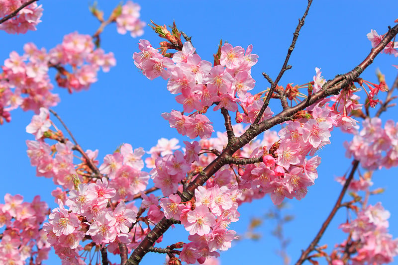 日本神奈川市三浦半岛的川珠樱