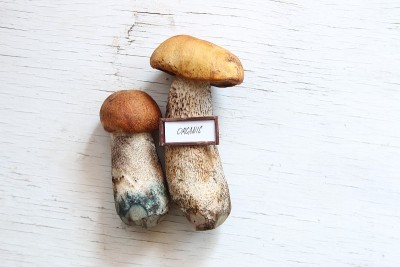 有机食品的想法，桌上的野生蘑菇。