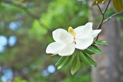 广玉兰的花
