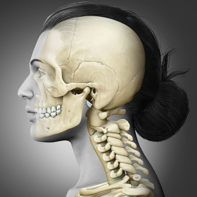 3d渲染，医学上准确的女性头骨和颈部解剖的插图
