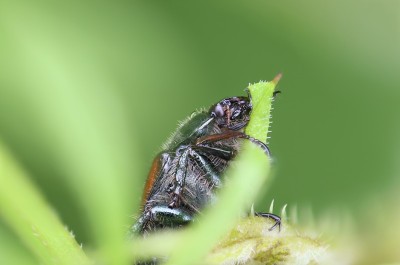 掌握