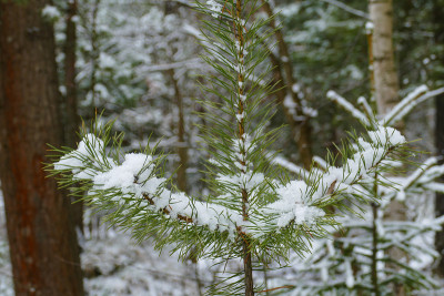 松树和雪的树枝