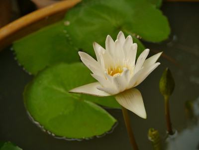 睡莲