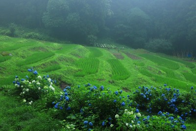 梯田和绣球花
