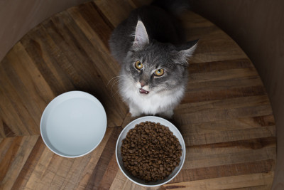 猫吃食物