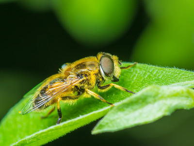 食蚜蝇虫宏