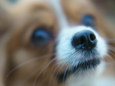 城市公园里一只蝶耳犬的肖像