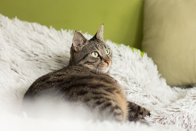 美丽的家猫