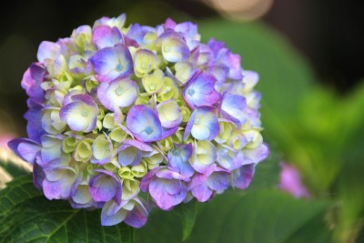绣球花盛开了