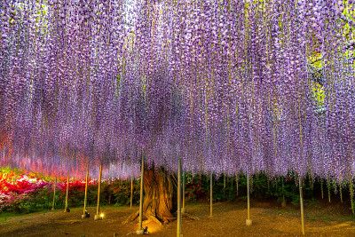 紫藤花架亮了起来